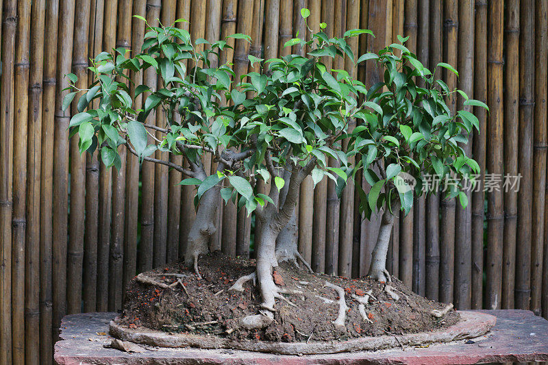 无花果/无花果盆景树群的特写图像被展示在混凝土基座/看台上，后院被改造成一个日本花园，背景是竹篱